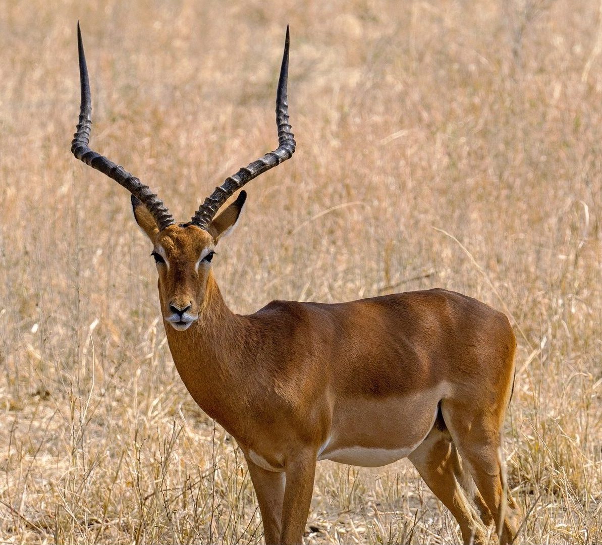 impala-7507779_1920